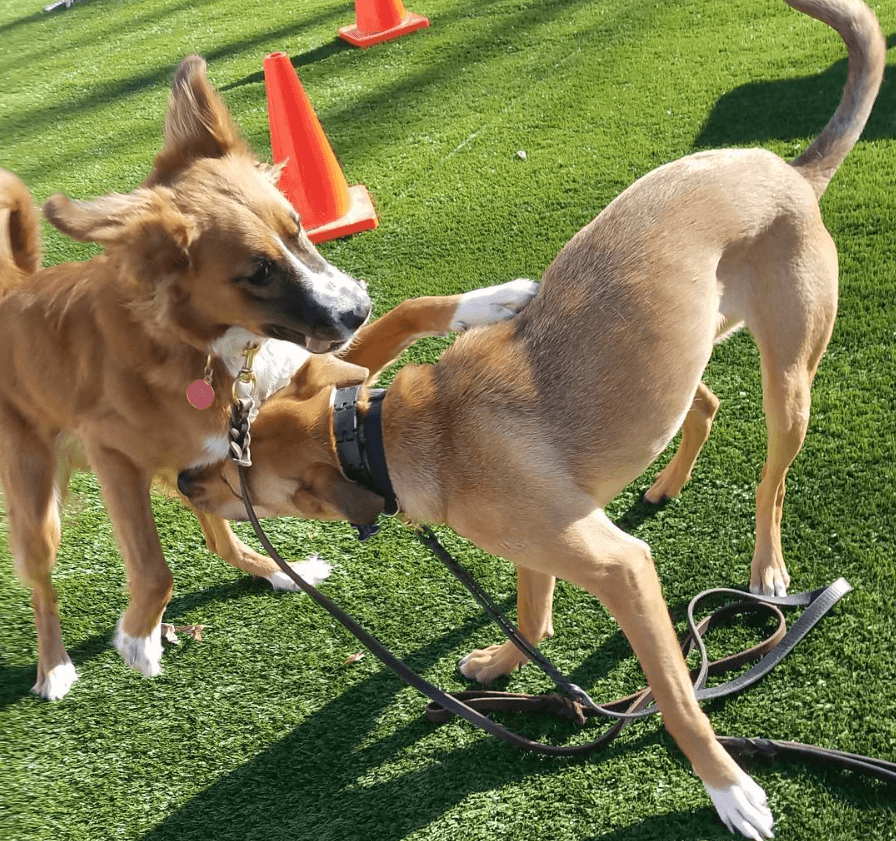 Dog Daycare in Maryland & DC Premier Dog Training