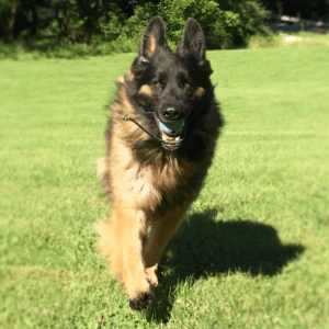 Off Leash Boot Camp