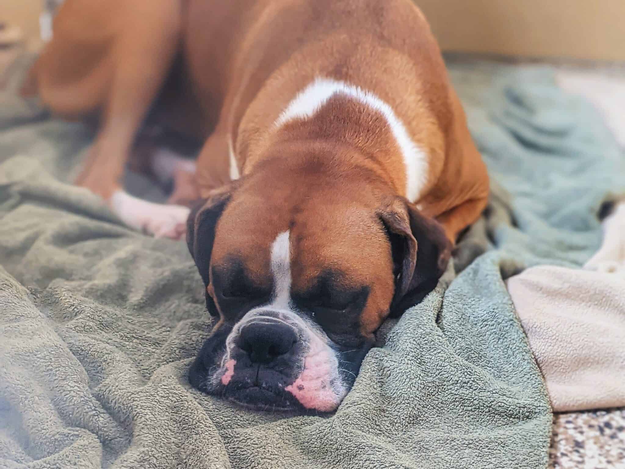 Boarding Premier Dog Training